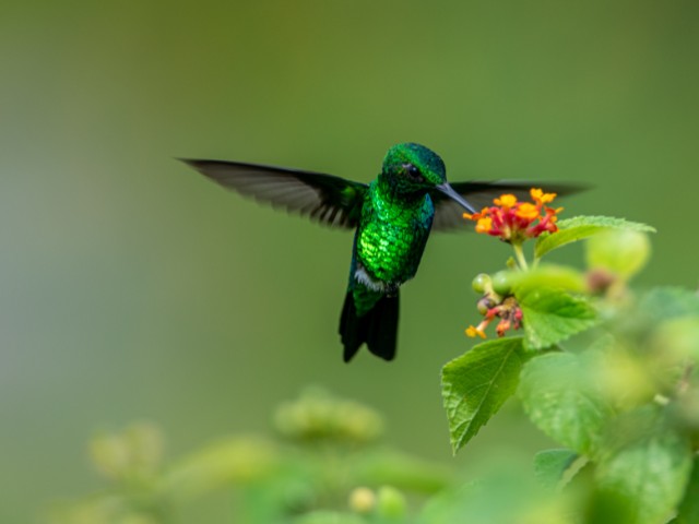 fotografia de um beija flor em movimento