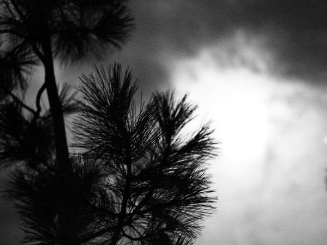 Fotografia tirada com  ISO 6400. Imagem em preto e branco  contendo copa de árvores e céu nublado. 
