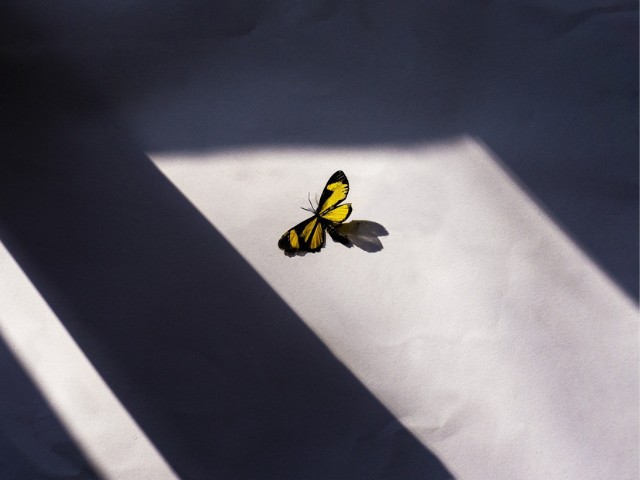 fotografia de uma borboleta pousada no chão com reflexos de luz vinda da janela e sombras ao redor