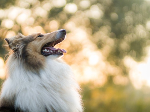 fotografia de cachorro com efeitos para fotos