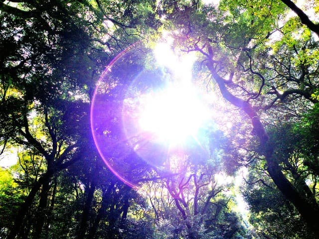 fotografia de copas de árvores com um grande foco de luz no centro mostrando diversas maneiras de fazer efeitos para fotos