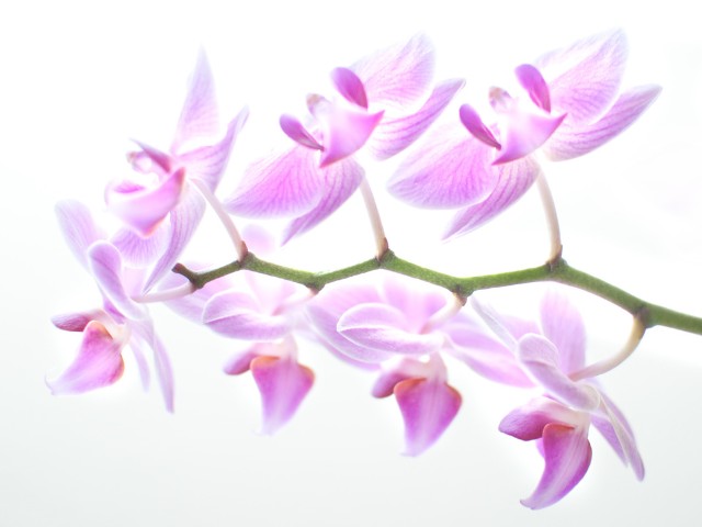 Fotografia high-key de lindas orquídeas roxas