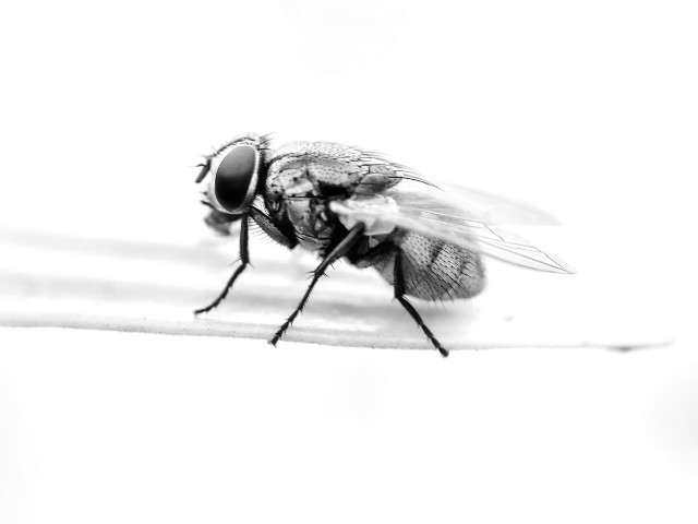 Exemplo de fotografia high-key um mosca - foto macro 