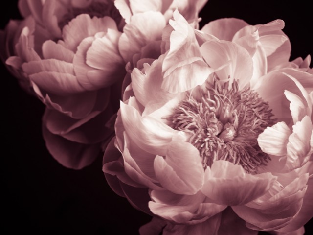 fotografia low-key de flores cor de rosas 