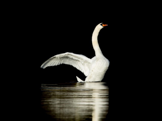 fotografia de um cisne branco low-key