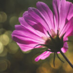 Efeito Bokeh
